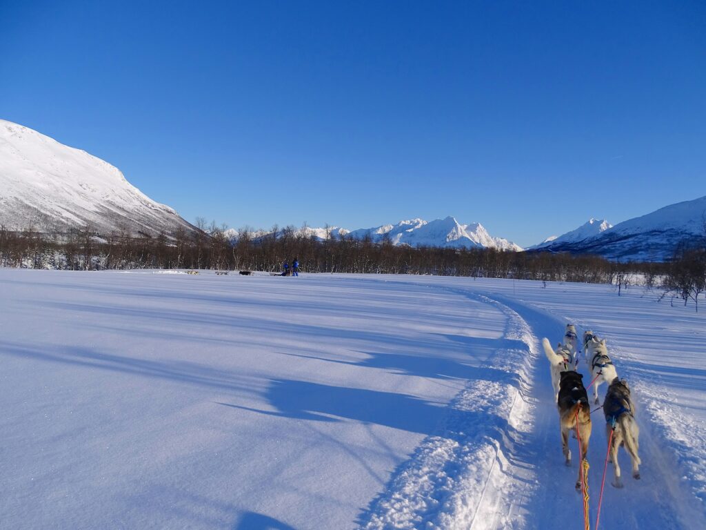 Traineau de chiens en Norvège sur une plaine enneigée.