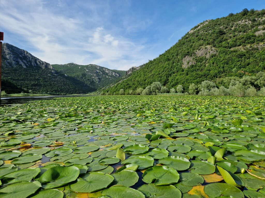 lac de skadar recouvert de nénuphars.