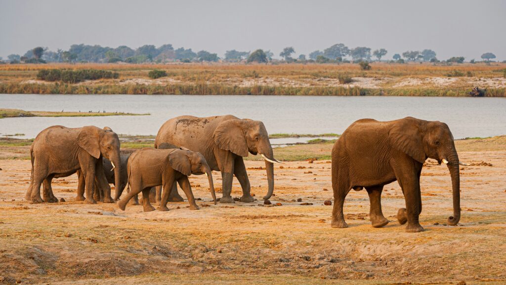 Eléphants avec un point d'eau en fond.