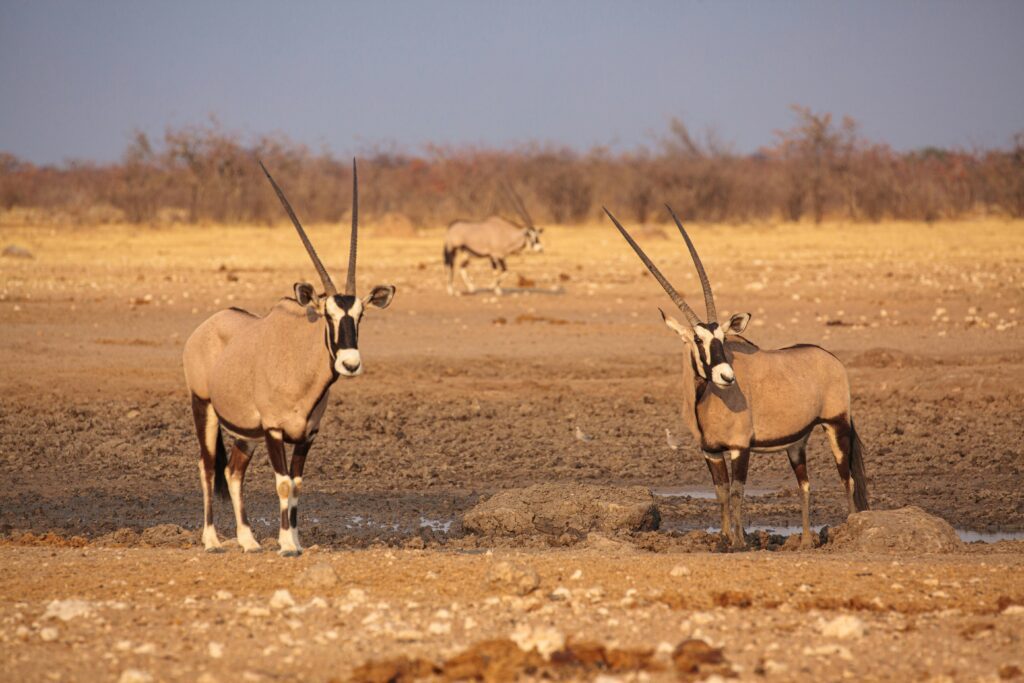 Plaine avec des animaux en Namibie