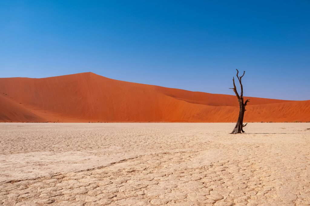 Dune de sable en fond, 1 arbre sans feuille au centre et un plaine.