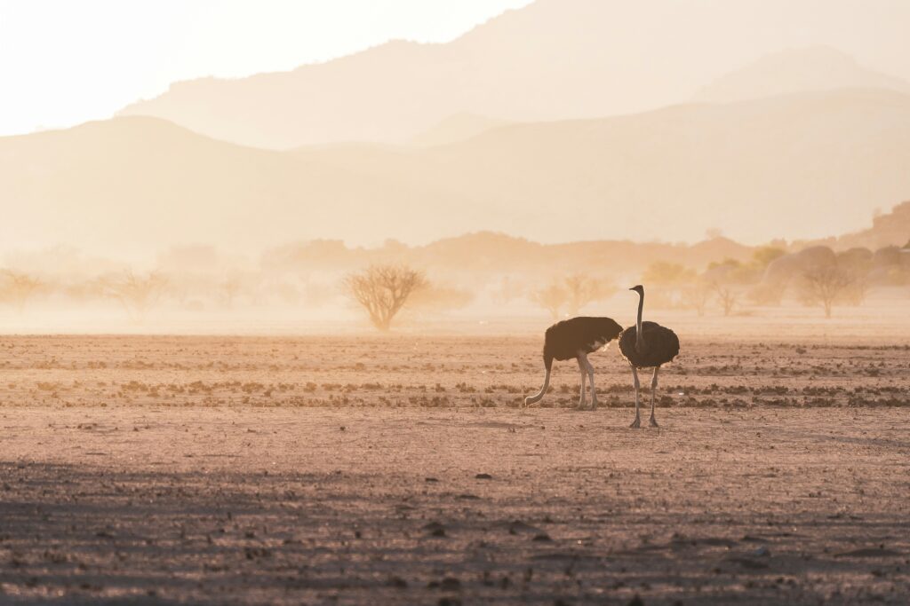 Plaine désertique en Damaraland, Namibie.