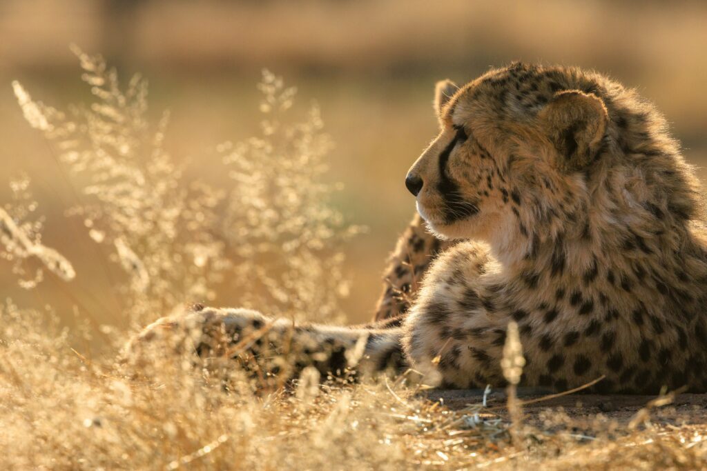Tigre au filtre jaune dans une savane en Namibie