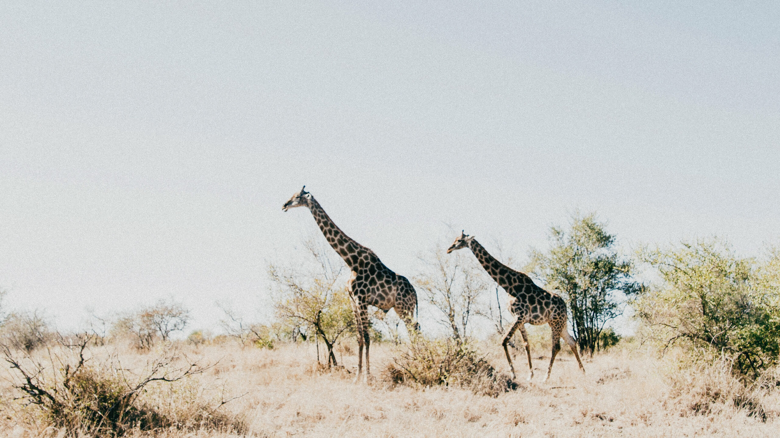 girafe_kruger_afrique_du_sud
