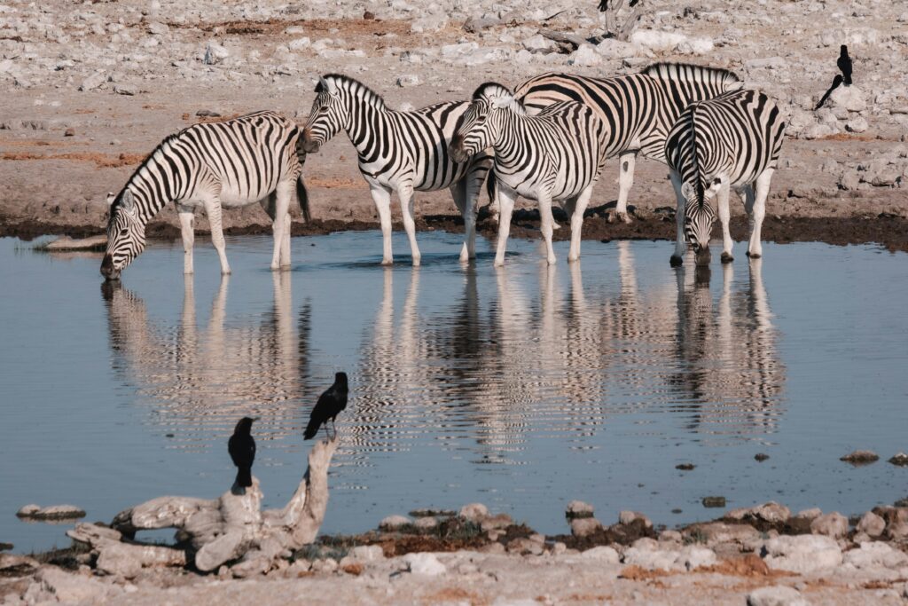 Plusieurs zèbres se rafraichissant au bord de l'eau en Namibie.