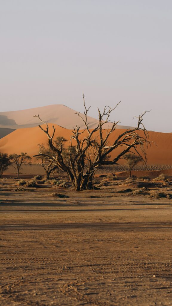 Photo portrait d'une plaine déserte en Namibie avec un arbre sans feuillage au centre.