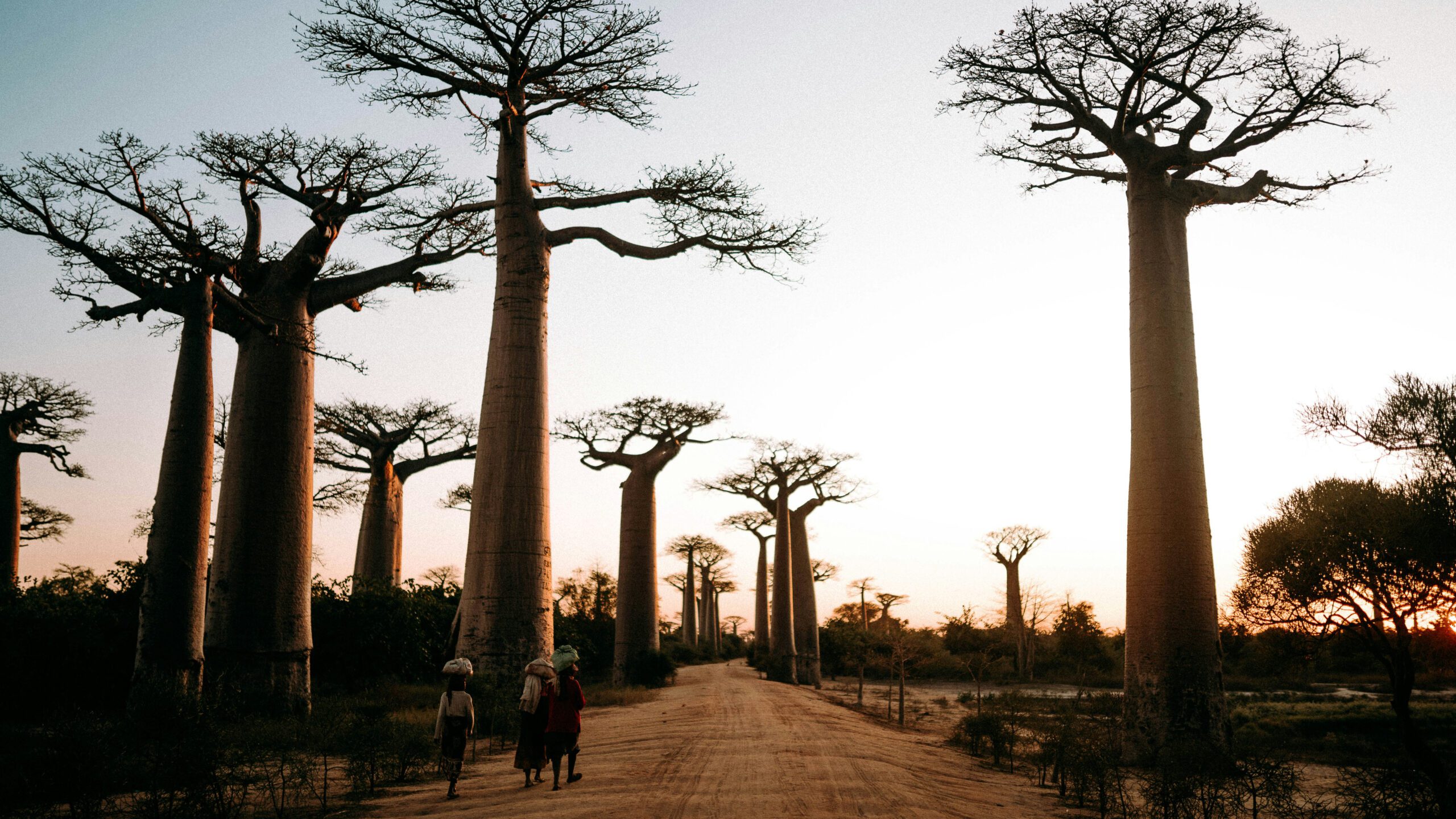 baobab_morondave_madagascar