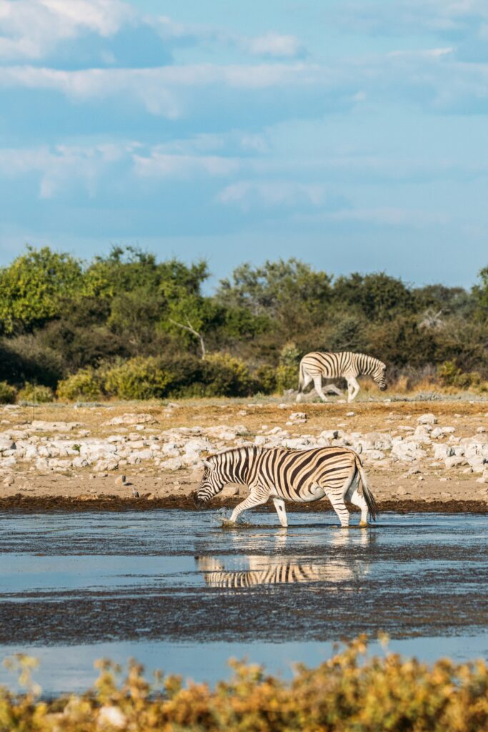 Dans ele pac national d'Etosha : deux zèbres au près d'un coin d'eau.