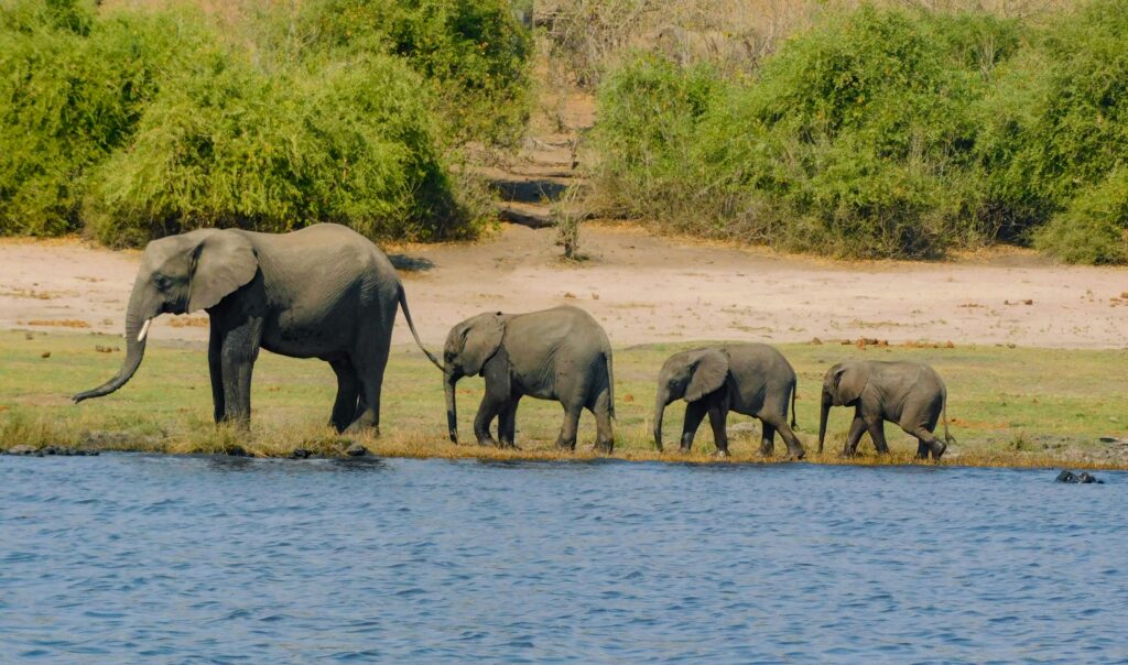 Famille d'éléphant à la queue devant un point d'eau en Namibie.