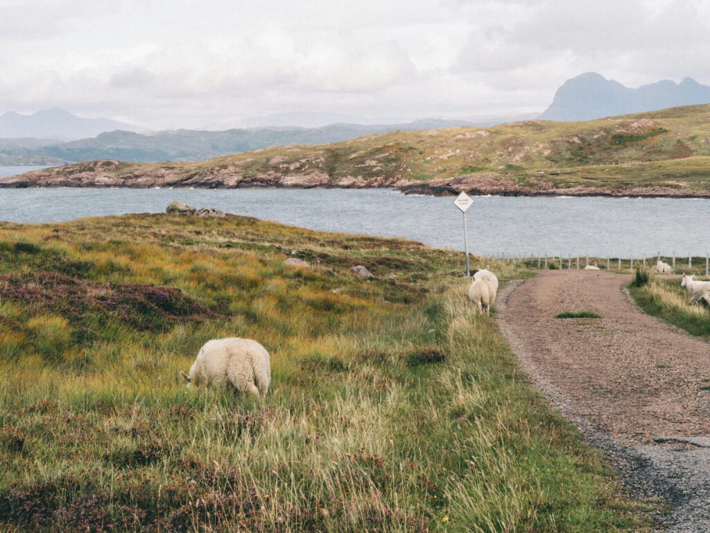 moutons au bord d'une route avec un lac en fond