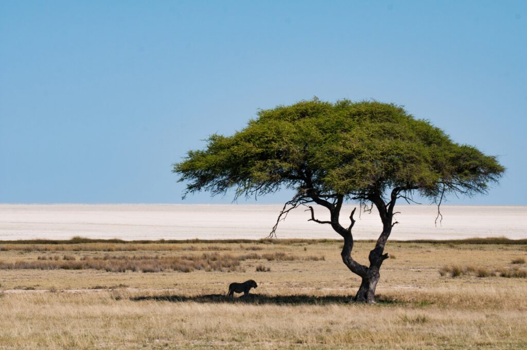 Plaine avec un arbre et un animal en Namibie.