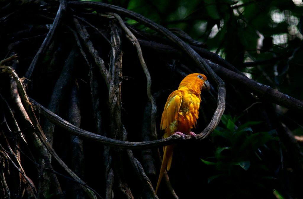 un perroquet jaune au brésil perché sur une branche d'arbre