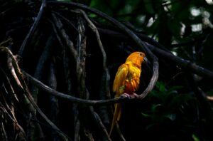 un perroquet jaune au brésil perché sur une branche d'arbre