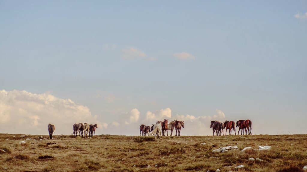 Plaine sèche avec des chevaux sauvages à Livno.
