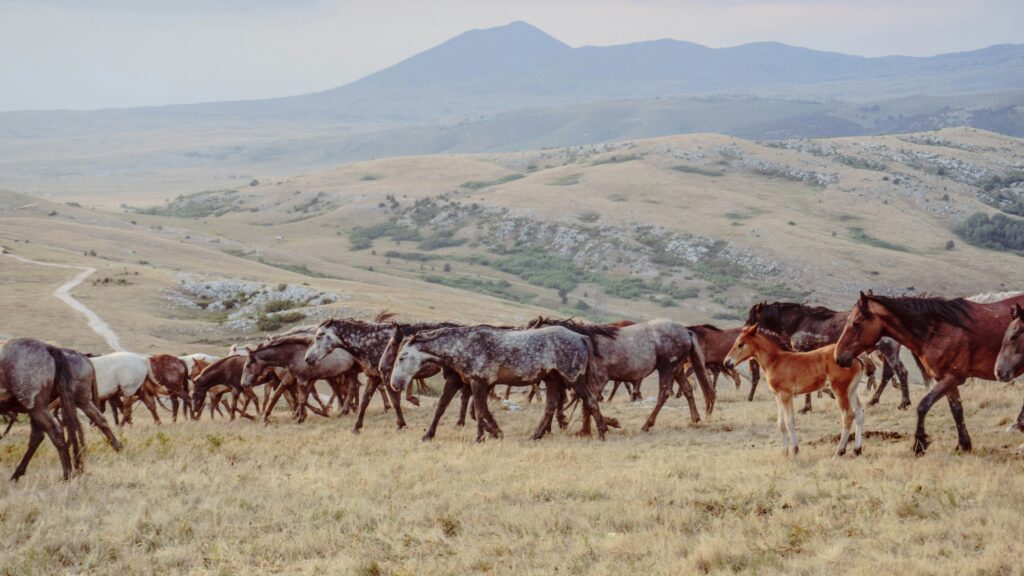 Plaine de chevaux sauvages