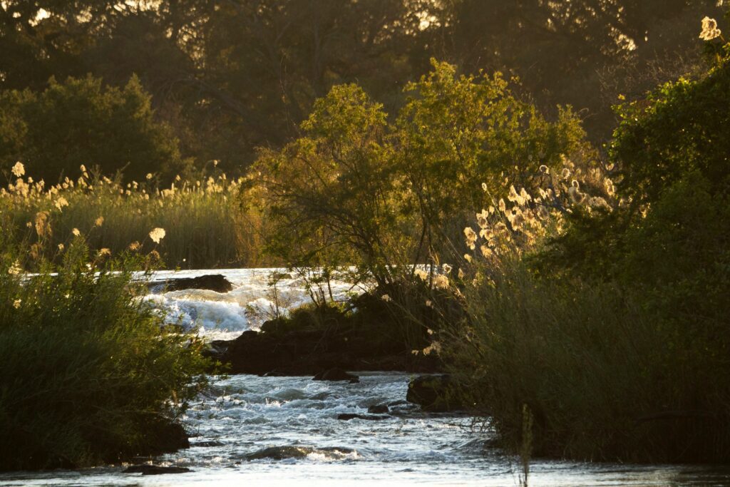 Ruisseau entourée de verdures au coucher de soleil.