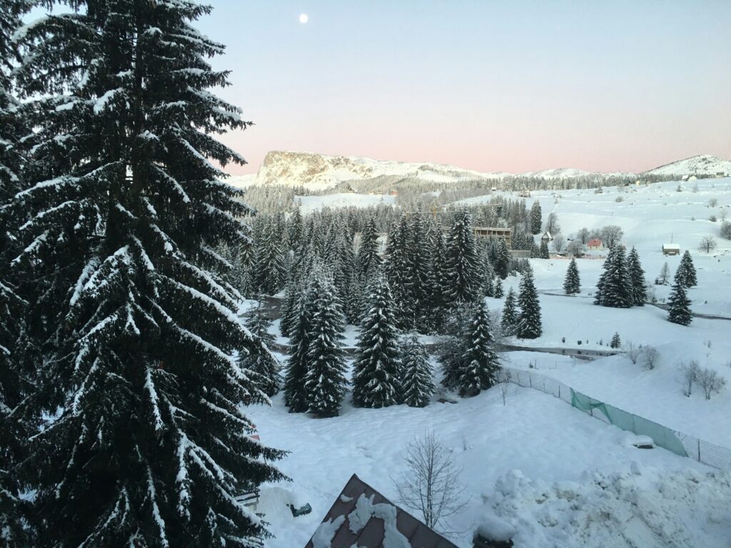 Forêt enneigée à Žabljak à Monténégro